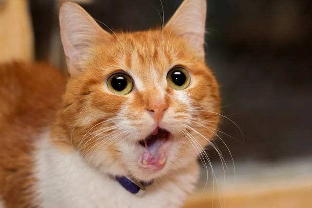 新猫到家胆小怕人?如何培养它的好性格插图 新猫到家胆小怕人?如何培养它的好性格插图