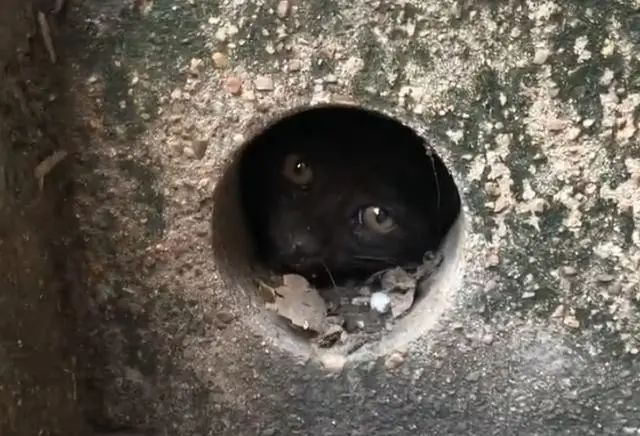小流浪猫被卡下水管,进退两难,但它那求生的眼神,太震撼人心插图 小流浪猫被卡下水管,进退两难,但它那求生的眼神,太震撼人心插图