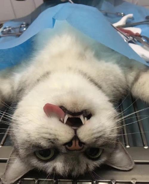 猫咪绝育注意事项|猫咪绝育指南插图 猫咪绝育注意事项|猫咪绝育指南插图
