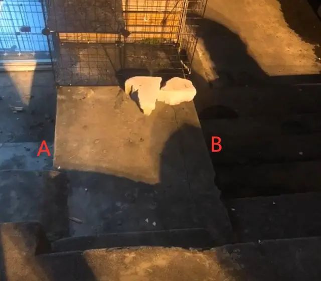 小流浪猫被卡下水管,进退两难,但它那求生的眼神,太震撼人心插图(1) 小流浪猫被卡下水管,进退两难,但它那求生的眼神,太震撼人心插图(1)