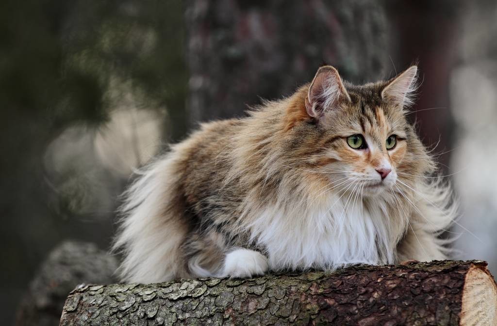 关于猫的一些趣事:作为铲屎的猫奴,你要知道的96条养猫趣事插图(1) 关于猫的一些趣事:作为铲屎的猫奴,你要知道的96条养猫趣事插图(1)