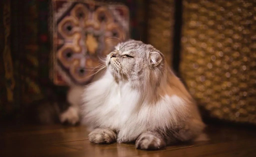 1分钟带你看完猫咪的一生插图(10) 1分钟带你看完猫咪的一生插图(10)