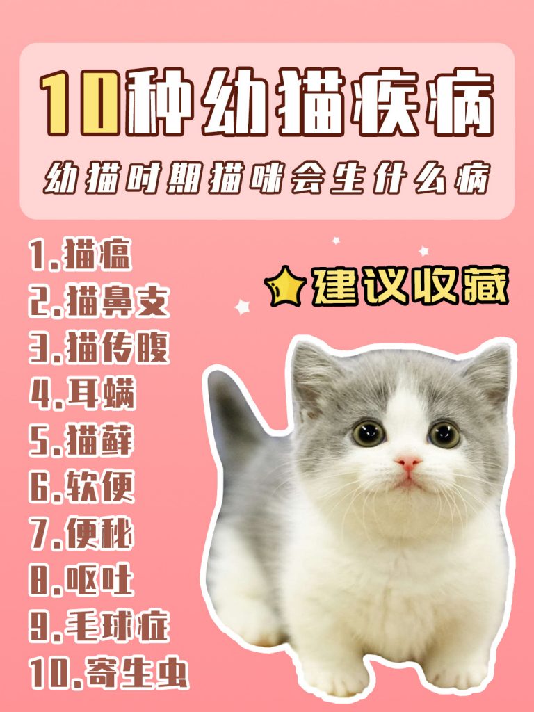 幼猫常见疾病办法预防|新手养猫必看插图 幼猫常见疾病办法预防|新手养猫必看插图