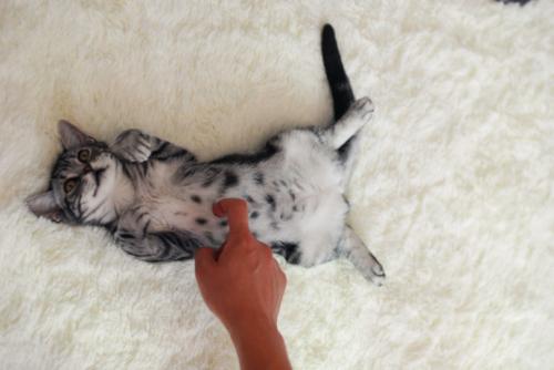 让猫咪开心的六件事|铲屎官快码住插图(1) 让猫咪开心的六件事|铲屎官快码住插图(1)