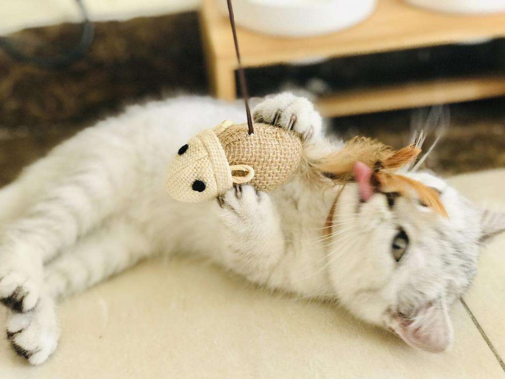 让猫咪开心的六件事|铲屎官快码住插图 让猫咪开心的六件事|铲屎官快码住插图