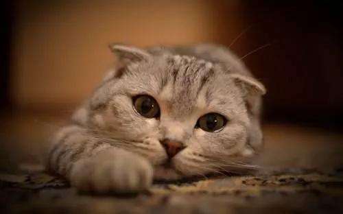 如何避免买到星期猫??反套路猫贩子插图 如何避免买到星期猫??反套路猫贩子插图