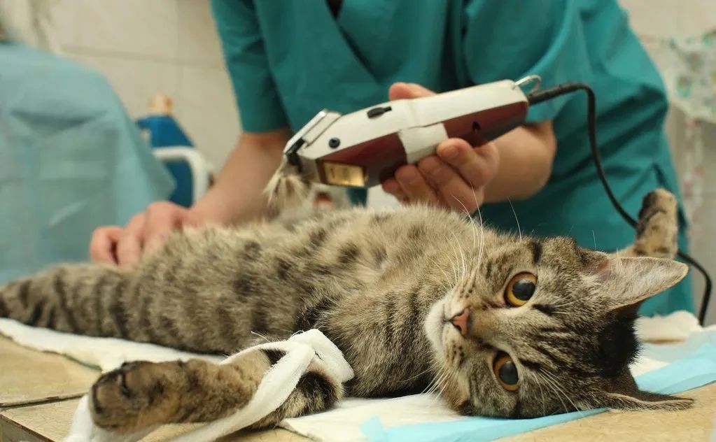 1分钟带你看完猫咪的一生插图(2) 1分钟带你看完猫咪的一生插图(2)