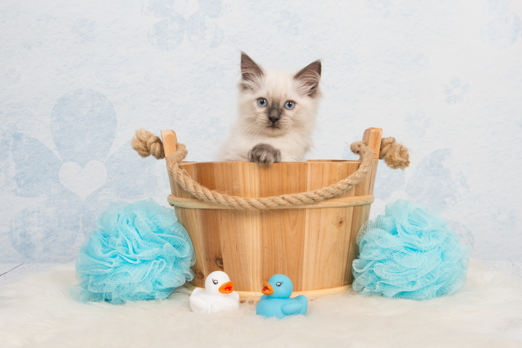关于猫的一些趣事:作为铲屎的猫奴,你要知道的96条养猫趣事插图(8) 关于猫的一些趣事:作为铲屎的猫奴,你要知道的96条养猫趣事插图(8)