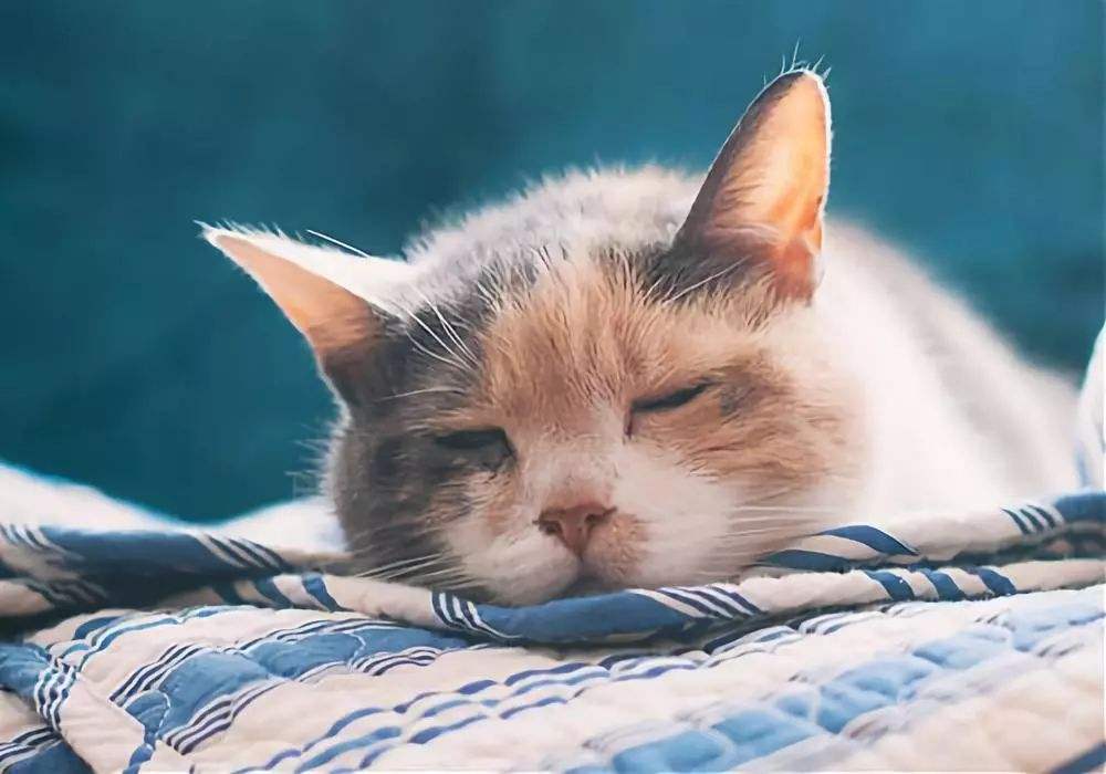 新手养猫|猫咪常见疾病自查,超实用插图 新手养猫|猫咪常见疾病自查,超实用插图