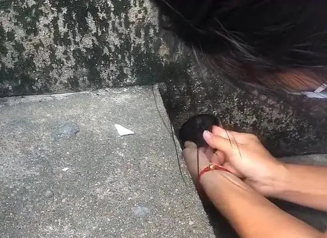 小流浪猫被卡下水管,进退两难,但它那求生的眼神,太震撼人心插图(4) 小流浪猫被卡下水管,进退两难,但它那求生的眼神,太震撼人心插图(4)