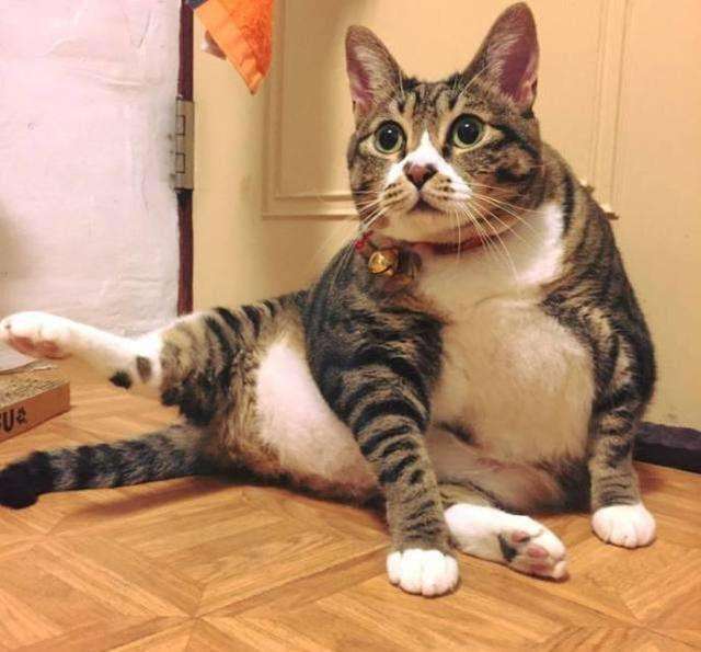 猫咪品种介绍|狸花猫插图(1) 猫咪品种介绍|狸花猫插图(1)