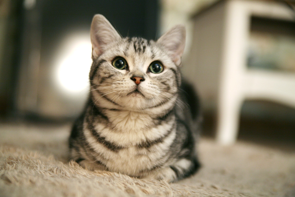 10种日常生活中最常见的纯种猫品种插图 10种日常生活中最常见的纯种猫品种插图