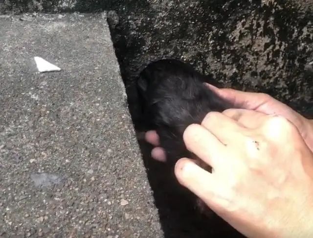 小流浪猫被卡下水管,进退两难,但它那求生的眼神,太震撼人心插图(5) 小流浪猫被卡下水管,进退两难,但它那求生的眼神,太震撼人心插图(5)