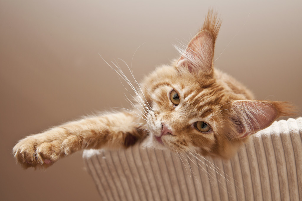 关于猫的一些趣事:作为铲屎的猫奴,你要知道的96条养猫趣事插图(6) 关于猫的一些趣事:作为铲屎的猫奴,你要知道的96条养猫趣事插图(6)