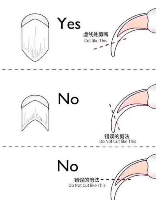 如何正确的给猫咪剪指甲插图 如何正确的给猫咪剪指甲插图