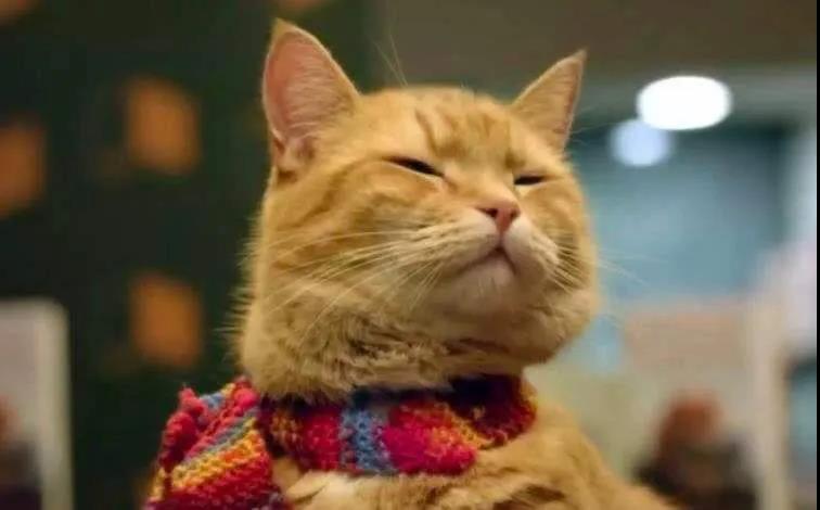 欧洲一只流浪猫的传奇故事插图(2) 欧洲一只流浪猫的传奇故事插图(2)