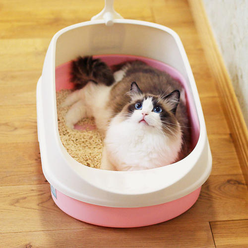如何科学训练猫咪使用猫砂插图 如何科学训练猫咪使用猫砂插图
