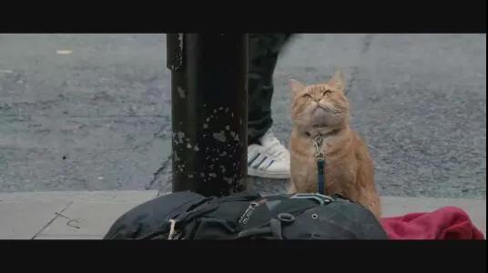 欧洲一只流浪猫的传奇故事插图(1) 欧洲一只流浪猫的传奇故事插图(1)