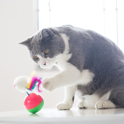 猫咪最喜欢的几种玩具,你都备齐了吗?插图(6) 猫咪最喜欢的几种玩具,你都备齐了吗?插图(6)