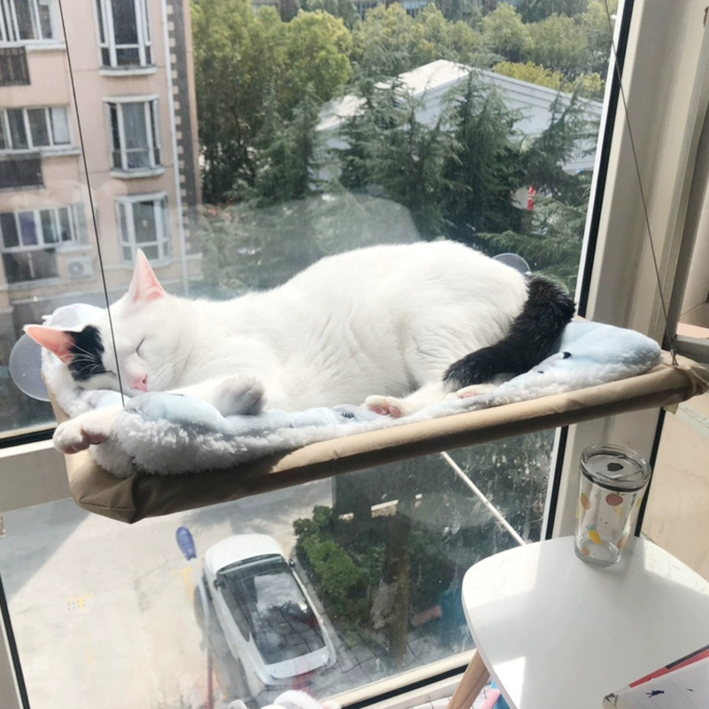 猫咪最喜欢的几种玩具,你都备齐了吗?插图(9) 猫咪最喜欢的几种玩具,你都备齐了吗?插图(9)