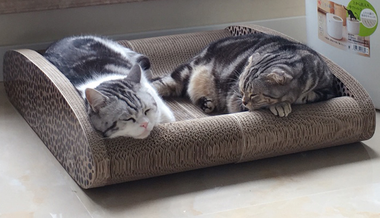 猫咪最喜欢的几种玩具,你都备齐了吗?插图 猫咪最喜欢的几种玩具,你都备齐了吗?插图