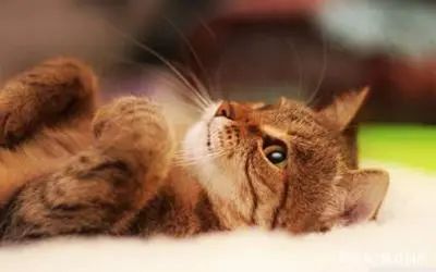 猫咪便便太臭怎么办,这四点不能错过插图(1) 猫咪便便太臭怎么办,这四点不能错过插图(1)