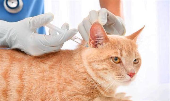给猫咪打疫苗的间隔时间和注意事项插图 给猫咪打疫苗的间隔时间和注意事项插图