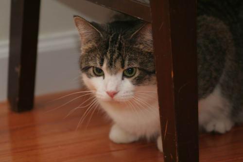新猫到家胆小怕人?如何培养它的好性格插图(1) 新猫到家胆小怕人?如何培养它的好性格插图(1)
