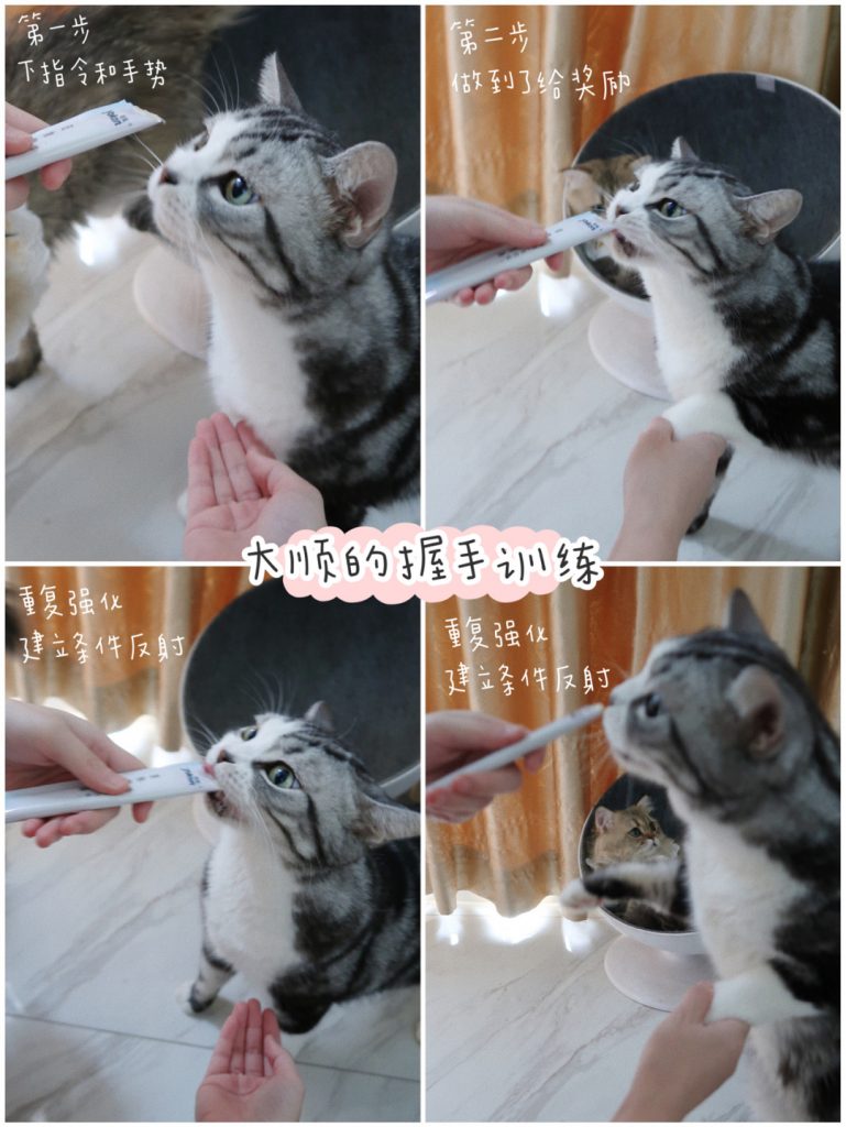 猫咪的训练小技巧 | 7天教会猫咪握手击掌插图(1) 猫咪的训练小技巧 | 7天教会猫咪握手击掌插图(1)