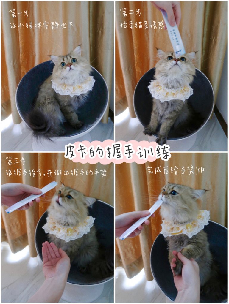 猫咪的训练小技巧 | 7天教会猫咪握手击掌插图 猫咪的训练小技巧 | 7天教会猫咪握手击掌插图