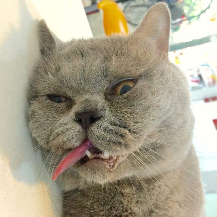猫咪绝育注意事项|猫咪绝育指南插图(2) 猫咪绝育注意事项|猫咪绝育指南插图(2)