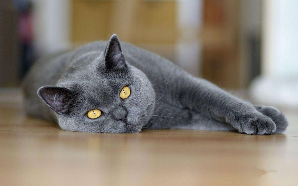 10种日常生活中最常见的纯种猫品种插图(1) 10种日常生活中最常见的纯种猫品种插图(1)