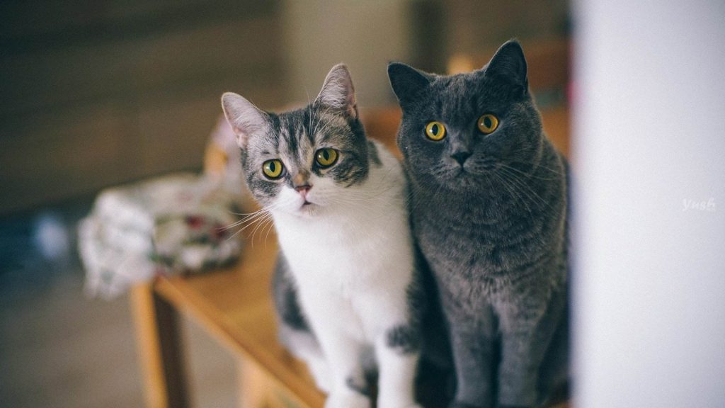 如何训练猫咪| 学握手、学坐下、不咬人、不乱吃插图 如何训练猫咪| 学握手、学坐下、不咬人、不乱吃插图