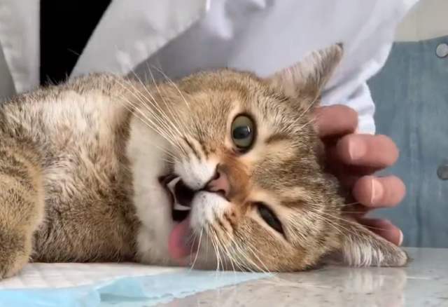 猫咪绝育注意事项|猫咪绝育指南插图(1) 猫咪绝育注意事项|猫咪绝育指南插图(1)