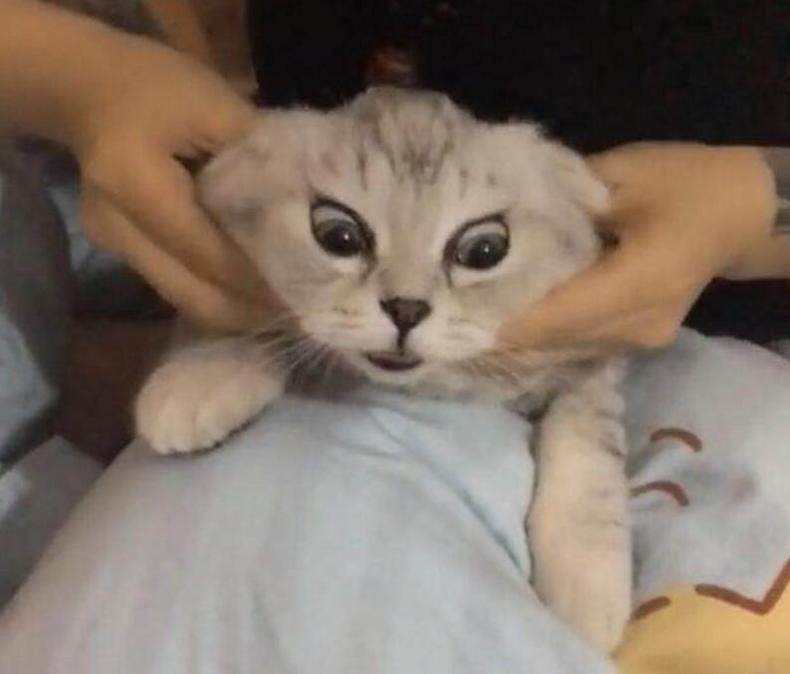 猫咪按摩手法技巧!让猫咪爱上你插图 猫咪按摩手法技巧!让猫咪爱上你插图