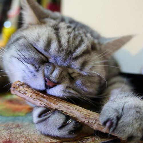 猫咪最喜欢的几种玩具,你都备齐了吗?插图(2) 猫咪最喜欢的几种玩具,你都备齐了吗?插图(2)