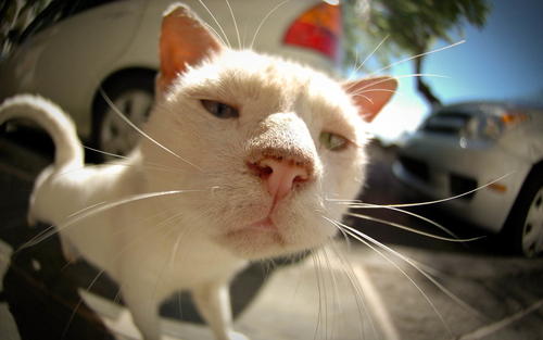 如何挑选购买健康猫咪插图 如何挑选购买健康猫咪插图