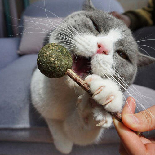 猫咪最喜欢的几种玩具,你都备齐了吗?插图(4) 猫咪最喜欢的几种玩具,你都备齐了吗?插图(4)