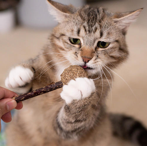 猫咪最喜欢的几种玩具,你都备齐了吗?插图(3) 猫咪最喜欢的几种玩具,你都备齐了吗?插图(3)