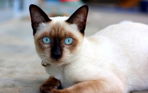 20条养猫实用冷知识|新手养猫必看插图(2) 20条养猫实用冷知识|新手养猫必看插图(2)