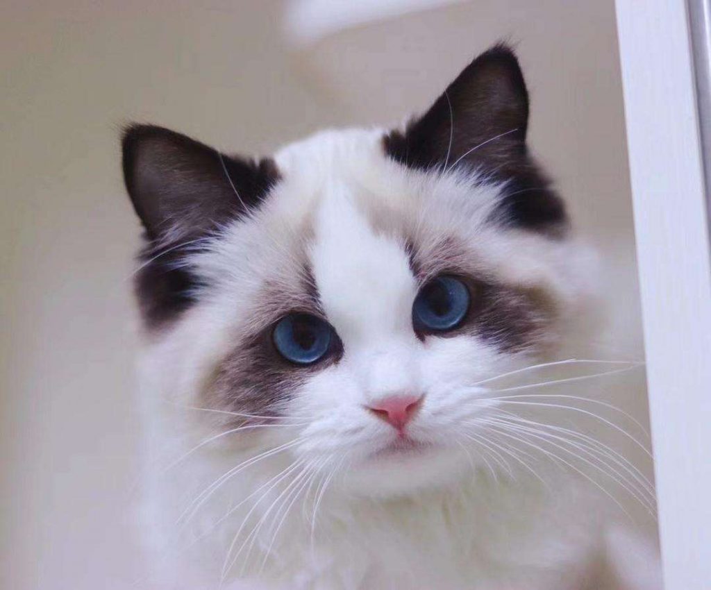 10种日常生活中最常见的纯种猫品种插图(4) 10种日常生活中最常见的纯种猫品种插图(4)