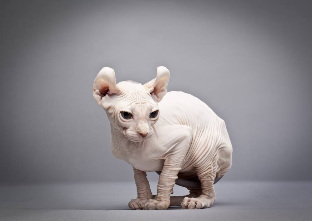 10种日常生活中最常见的纯种猫品种插图(7) 10种日常生活中最常见的纯种猫品种插图(7)