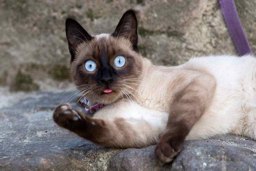 10种日常生活中最常见的纯种猫品种插图(6) 10种日常生活中最常见的纯种猫品种插图(6)