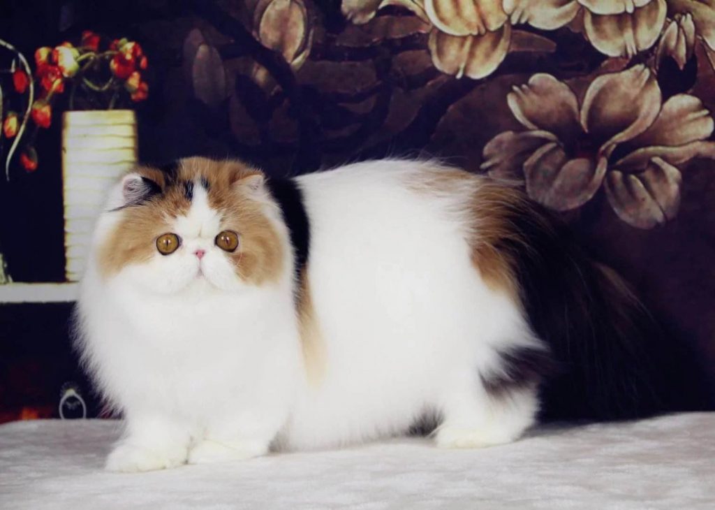 10种日常生活中最常见的纯种猫品种插图(3) 10种日常生活中最常见的纯种猫品种插图(3)