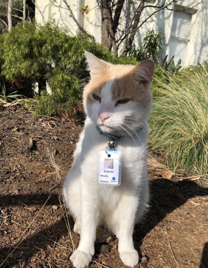 猫咪为了“应聘”医院安保员,坚持全年无休来到在医院门口蹲守插图 猫咪为了“应聘”医院安保员,坚持全年无休来到在医院门口蹲守插图