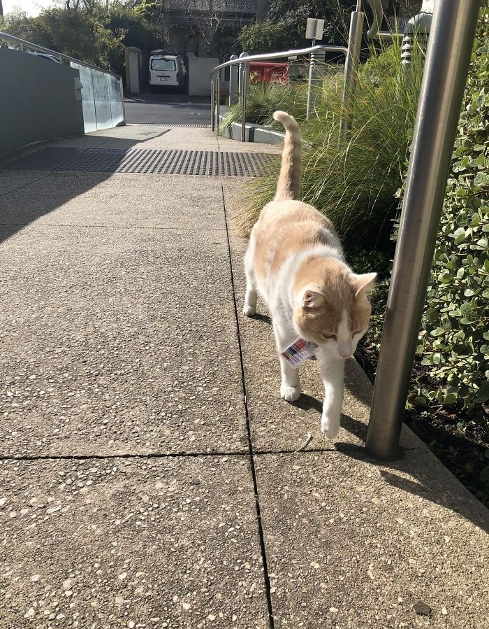 猫咪为了“应聘”医院安保员,坚持全年无休来到在医院门口蹲守插图(2) 猫咪为了“应聘”医院安保员,坚持全年无休来到在医院门口蹲守插图(2)