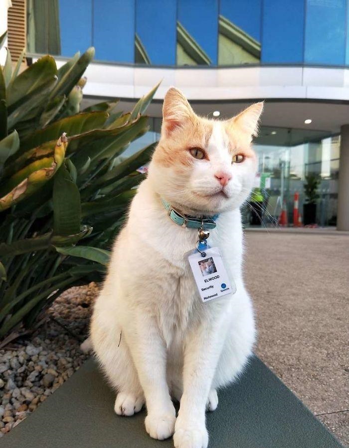 猫咪为了“应聘”医院安保员,坚持全年无休来到在医院门口蹲守插图(3) 猫咪为了“应聘”医院安保员,坚持全年无休来到在医院门口蹲守插图(3)