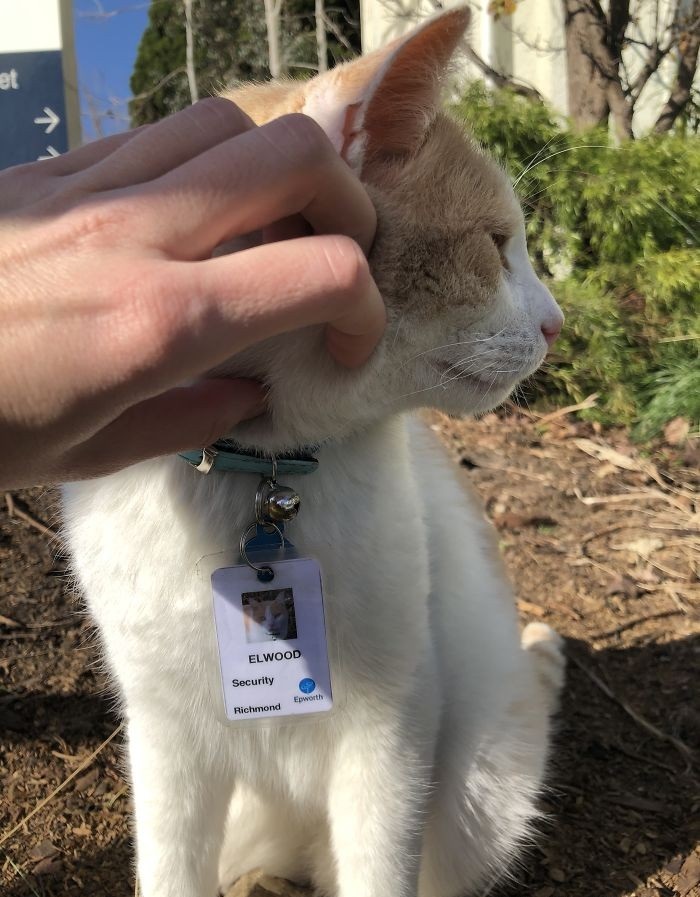 猫咪为了“应聘”医院安保员,坚持全年无休来到在医院门口蹲守插图(5) 猫咪为了“应聘”医院安保员,坚持全年无休来到在医院门口蹲守插图(5)