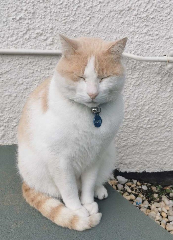猫咪为了“应聘”医院安保员,坚持全年无休来到在医院门口蹲守插图(6) 猫咪为了“应聘”医院安保员,坚持全年无休来到在医院门口蹲守插图(6)