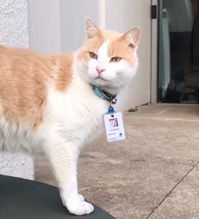 猫咪为了“应聘”医院安保员,坚持全年无休来到在医院门口蹲守插图(7) 猫咪为了“应聘”医院安保员,坚持全年无休来到在医院门口蹲守插图(7)